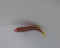 Bodianus Izuensis S