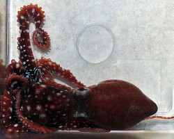 Callistoctopus Macropus M