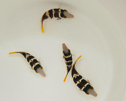 Canthigaster Valentini M