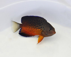 Centropyge Ferrugata M