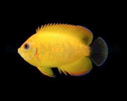 Centropyge Flavissima (Hybrid) M