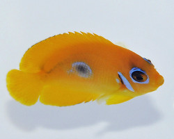 Centropyge Flavissima M