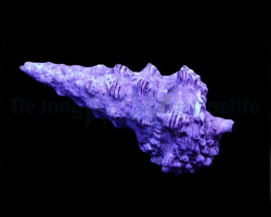 Cerithium Spp. (Show) M