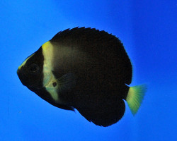 Chaetodontoplus Spp. (Black Phantom) - Allevato Europa M