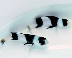 Chrysiptera Tricincta M