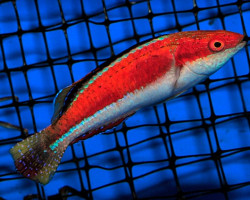 Cirrhilabrus Condei (Maschio) M