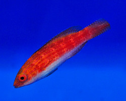 Cirrhilabrus Naokoae (Femmina) S