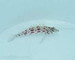 Cirrhitichthys Oxycephalus M