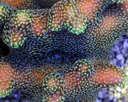 Stylophora Pistillata (Green Polyp) Xs