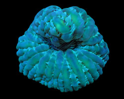 Cynarina Macassarensis M