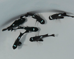 Dascyllus Trimaculatus M