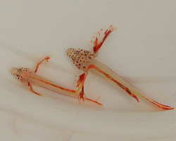 Discordipinna Griessingeri S