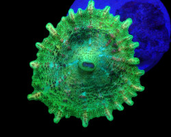 Discosoma Neglecta (Green) (1 Ear) M