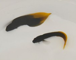 Enchelyurus Flavipes M