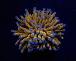 Euphyllia Cristata (Gold Torch) (1 Hd.) S