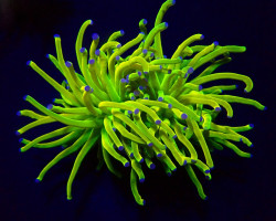 Euphyllia Glabrescens (Holy Grail) M