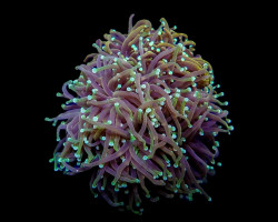 Euphyllia Glabrescens (Orange-Yellow) (P/H) Xs