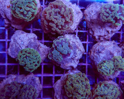 Euphyllia Paraancora (Yellow-Gold) M