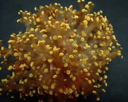Euphyllia Paradivisa (Orange-Yellow) (P/H) Xs