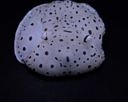 Euselenops Luniceps M