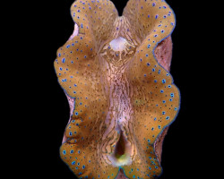 Tridacna Gigas (5-6Cm) Ml