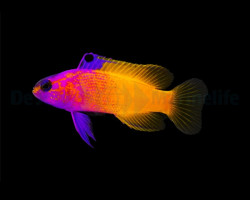 Gramma Dejongi X Loreto (Hybrid) M