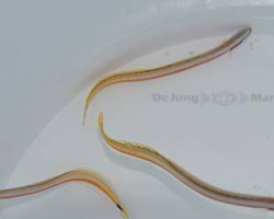 Gunnellichthys Curiosus M