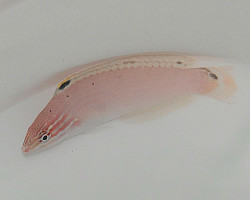 Halichoeres Trispilus Ml