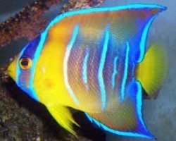 Holacanthus Ciliaris (Juv) M