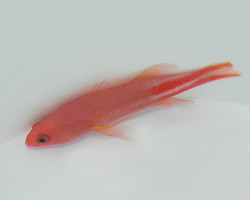 Liopropoma Multilineatum M