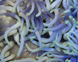 Macrodactyla Doreensis (Bluish) Ml