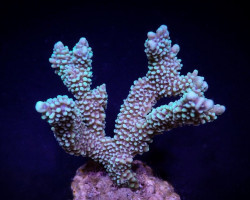Montipora Capitata (Frag) M