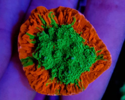 Montipora Foliosa Grafted (Frag) M
