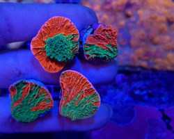 Montipora Foliosa Grafted S