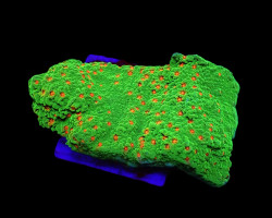 Montipora Spp. (Chilli Pepper) (Frag) M
