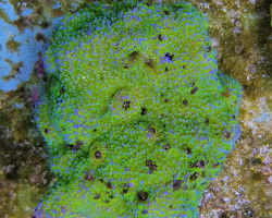 Montipora Spp. (Premium) S