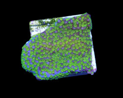 Montipora Spp. (Ultraman) (Frag) M