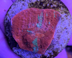 Mycedium Spp. (Red) (Frag) M