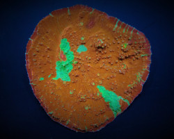 Oxypora Spp. (Premium) Ml