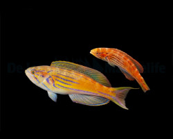 Paracheilinus Hemitaeniatus (Pair)