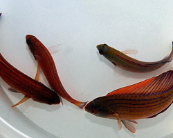 Paracheilinus Octotaenia M