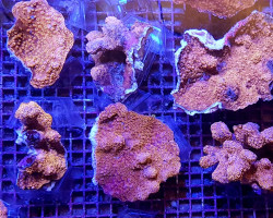 Pavona Maldivensis (Orange) Xs