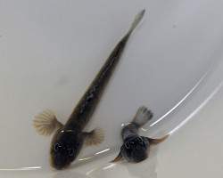 Periophthalmus Kalolo M