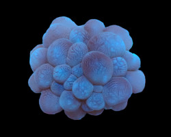 Plerogyra Sinuosa (Frag) M