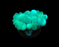 Plerogyra Turbida (Frag) M