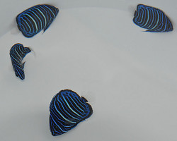 Pomacanthus Annularis (Juvenile) S