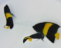 Pomacanthus Asfur - Allevato Europa  S