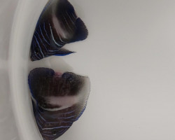 Pomacanthus Maculosus (White Bar) - Allevato Europa M