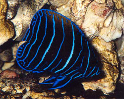 Pomacanthus Navarchus (J) M