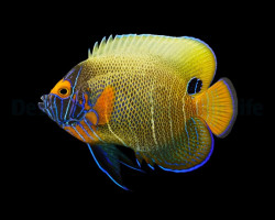 Pomacanthus Xanthometopon (Juvenile/Adult) L